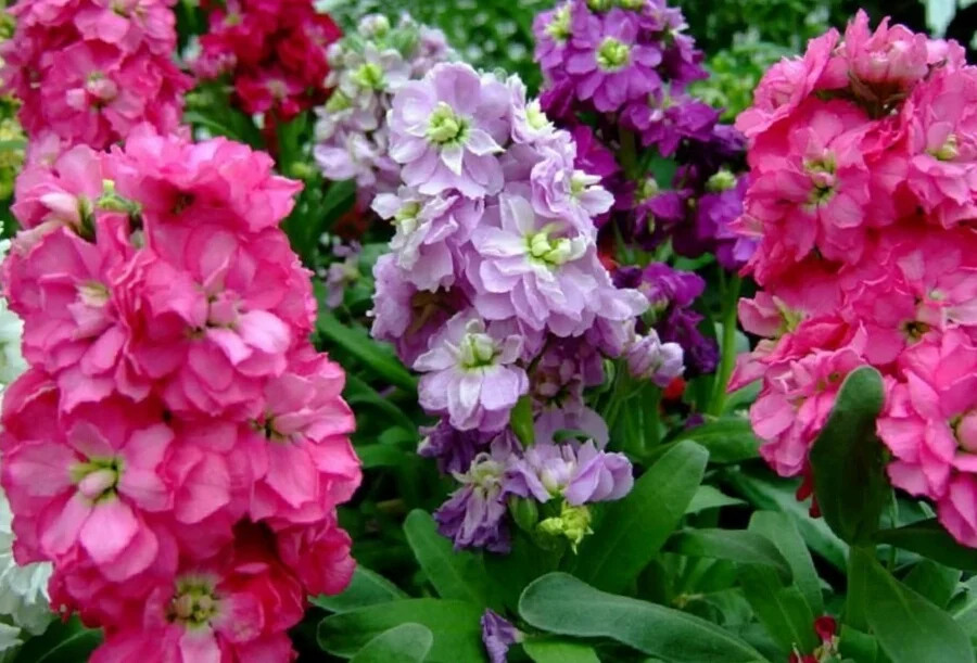 Левкой (Маттиола) Обыкновенный Интрига F1 Левкой (Маттиола) Обыкновенный Интрига F1