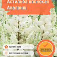 Астильба японская Аваланш