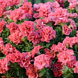 Петуния махровая Дуо Салмон