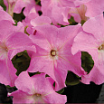 Петуния грандифлора Лимбо Джи Пи	Свит Пинк