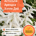 Астильба Арендса Хэппи Дей Астильба Арендса Хэппи Дей
