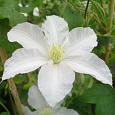 Клематис крупноцветковый Джон Хукстэйбл