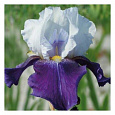 Ирис бородатый Найт Эдишн
