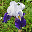 Ирис бородатый Найт Эдишн