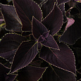 Колеус Джиант Эксибишен Палисандра