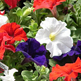 Петуния грандифлора Дримс Патриот Микс