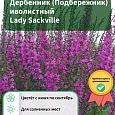 Дербенник (Подбережник) иволистный Lady Sackville