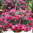 Бальзамин (Импатиенс) ампельный Acrobat Rose