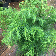 Криптомерия японская Elegans Viridis 