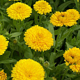 Календула махровая Золотой император