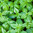 Базилик  Зеленый лайм Базилик  Зеленый лайм