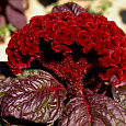 Целозия гребенчатая Императрица