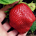 Земляника садовая Зефир