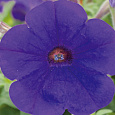 Петуния гибридная Трилоджи Блю
