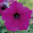 Петуния гибридная Трилоджи Парпл