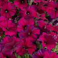 Петуния Фриллитуния бургунди