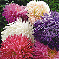 Астра июльская Смесь окрасок