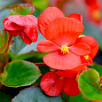 Бегония клубневая Нонстоп Ред