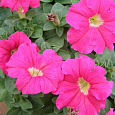 Петуния грандифлора Дримс Неон Роуз