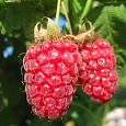 Малина ремонтантная Дочь Геракла