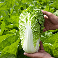 Капуста Пекинская F1 Ника