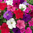 Петуния гибридная Смесь окрасок