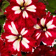 Петуния грандифлора Кан кан Арлекин Черри Роуз