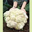 Капуста Цветная Русский размер