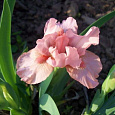 Ирис карликовый Rose