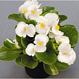 Бегония вечноцветущая зеленолистная Бада Бинг Вайт