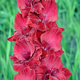 Гладиолус крупноцветковый Исполин