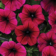 Петуния ампельная F1 Вейв Парпл