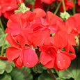 Пеларгония зональная Апаче Ред
