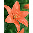 Лилия ЛА-гибрид Ориндж Кокот