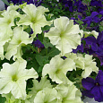 Петуния грандифлора Фузейблс Блюберри Лайм Джем