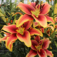 Лилия ОА-гибрид Авалон Сансет