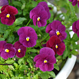 Фиалка рогатая Сорбет ИксПи Кармин Роуз