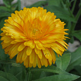 Календула каблуна Желтая
