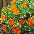 Настурция низкорослая Аляска золотая