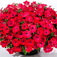Петуния ампельная Опера Ред