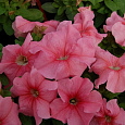 Петуния грандифлора Лимбо Джи Пи	Салмон