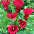 Калла гибридная Red Majesty