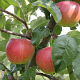 Яблоня Юбиляр