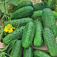 Огурец Сортовой Единство