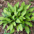 Хоста гибридная Гуакамоле