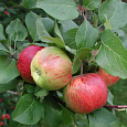 Яблоня Чаровница