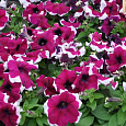 Петуния грандифлора Лимбо Джи Пи Бургунди Пикоти
