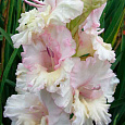 Гладиолус крупноцветковый Свит Принцесс