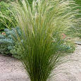 Ковыль тончайший Pony Tail