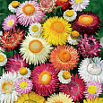Гелихризум (Бессмертник) обыкновенный смесь окрасок
